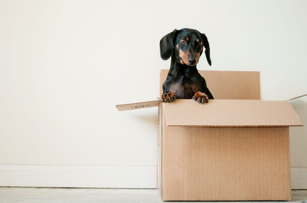 A black and brown dachsund peaking his head out of a moving box.